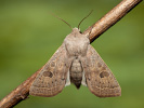 Jarnice hladká - <i>Orthosia gracilis</i>
