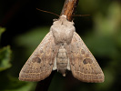 Jarnice hladká - <i>Orthosia gracilis</i>