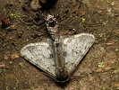 Phigalia pilosaria