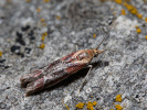 Zavíječ - <i>Ancylosis cinnamomella</i>