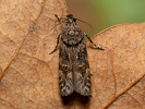 Teleiopsis diffinis