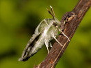 Lišaj pupalkový - <i>Proserpinus proserpina</i>