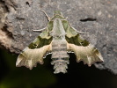Lišaj pupalkový - <i>Proserpinus proserpina</i>