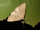 Polypogon strigilata