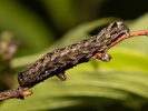 Jarnice černoskvrnná - <i>Orthosia munda</i>