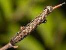 Jarnice černoskvrnná - <i>Orthosia munda</i>
