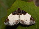Mesoleuca albicillata
