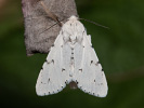 Šípověnka vrbová - <i>Acronicta leporina</i>