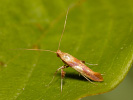 Vzpřímenka - <i>Caloptilia robustella</i>