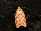 Hypercallia citrinalis