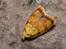 Obaleč šípkový - <i>Acleris bergmanniana</i>