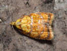 Obaleč šípkový - <i>Acleris bergmanniana</i>