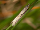 Megacraspedus imparellus