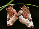 Selenia tetralunaria