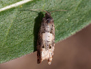 Obaleč - <i>Epiblema scutulana</i>