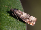 Obaleč - <i>Epiblema scutulana</i>