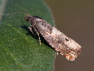Obaleč - <i>Epiblema scutulana</i>