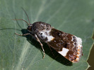 Světlopáska slézová - <i>Acontia lucida</i>