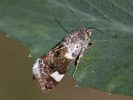 Světlopáska slézová - <i>Acontia lucida</i>