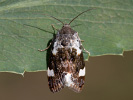 Acontia lucida