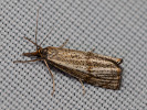 Thisanotia chrysonuchella