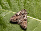 Osenice třezalková - <i>Chloantha hyperici</i>