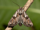 Chloantha hyperici