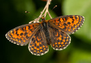 Hnědásek jižní - <i>Melitaea trivia</i>