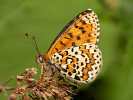 Hnědásek jižní - <i>Melitaea trivia</i>