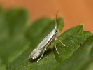 Phyllocnistis vitegenella