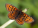 Hnědásek jižní - <i>Melitaea trivia</i>
