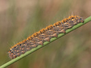 Bourovec jetelový - <i>Lasiocampa trifolii</i>