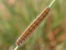Lasiocampa trifolii