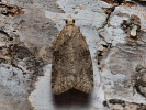Obaleč - <i>Capua vulgana</i>