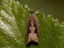 Obaleč - <i>Ancylis geminana</i>