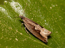 Obaleč - <i>Ancylis geminana</i>