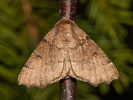 Odontopera bidentata