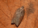 Obaleč - <i>Acleris sparsana</i>