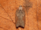 Obaleč - <i>Acleris sparsana</i>