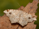 Macaria notata