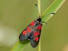 Zygaena viciae
