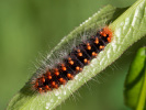 Šípověnka jívová - <i>Acronicta auricoma</i>