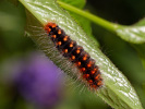Šípověnka jívová - <i>Acronicta auricoma</i>