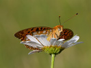 Perleťovec prostřední - <i>Argynnis adippe</i>