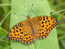 Perleťovec prostřední - <i>Argynnis adippe</i>