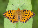 Perleťovec prostřední - <i>Argynnis adippe</i>