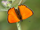 Ohniváček celíkový - <i>Lycaena virgaureae</i>