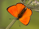 Ohniváček celíkový - <i>Lycaena virgaureae</i>