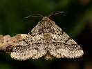 Lycia hirtaria