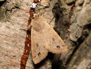 Orthosia munda
